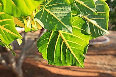 科隆：《女巫悲歌》新预告 Steam预购已开启